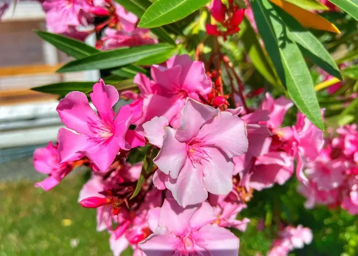 каравани дрийм арапя 茨雷沃