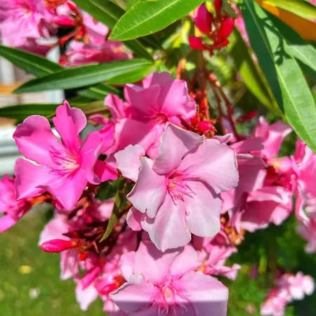 каравани дрийм арапя Zarewo